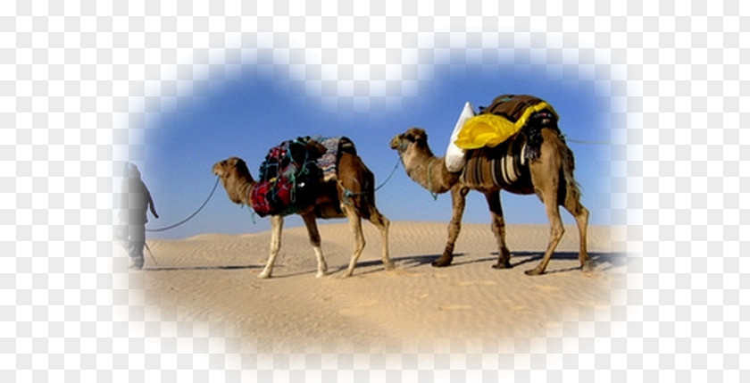 Desert Dromedary Camel Train Sahara Tunisian Cuisine PNG