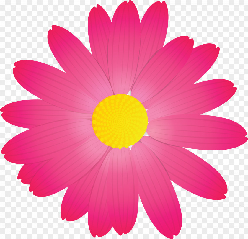 Marguerite Flower Spring PNG