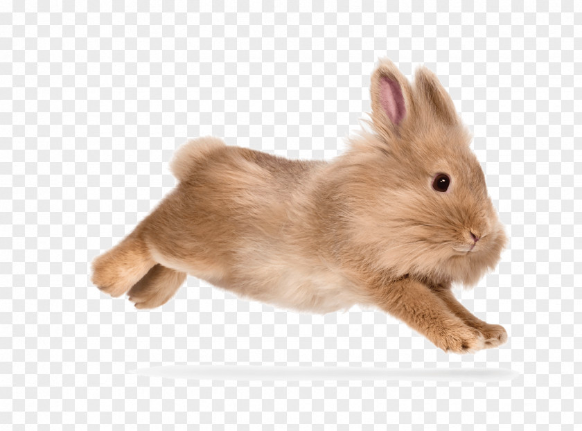 Rabbit Domestic Hare Whiskers Fur PNG