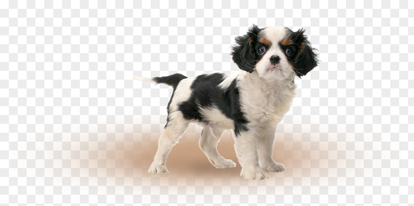 Cavalier King Charles Spaniel Drentse Patrijshond Dog Breed Puppy PNG