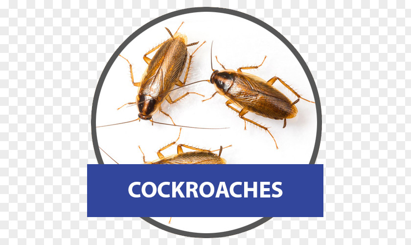 Cockroach German American Pest Control PNG