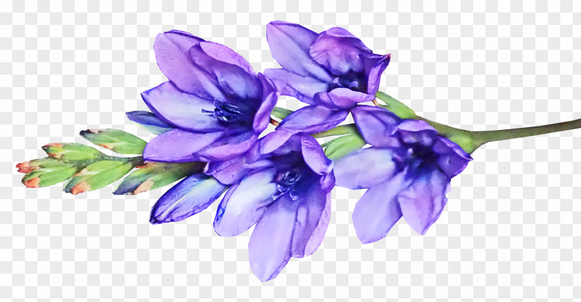 Cut Flowers Hyacinth Petal Viola Flower PNG