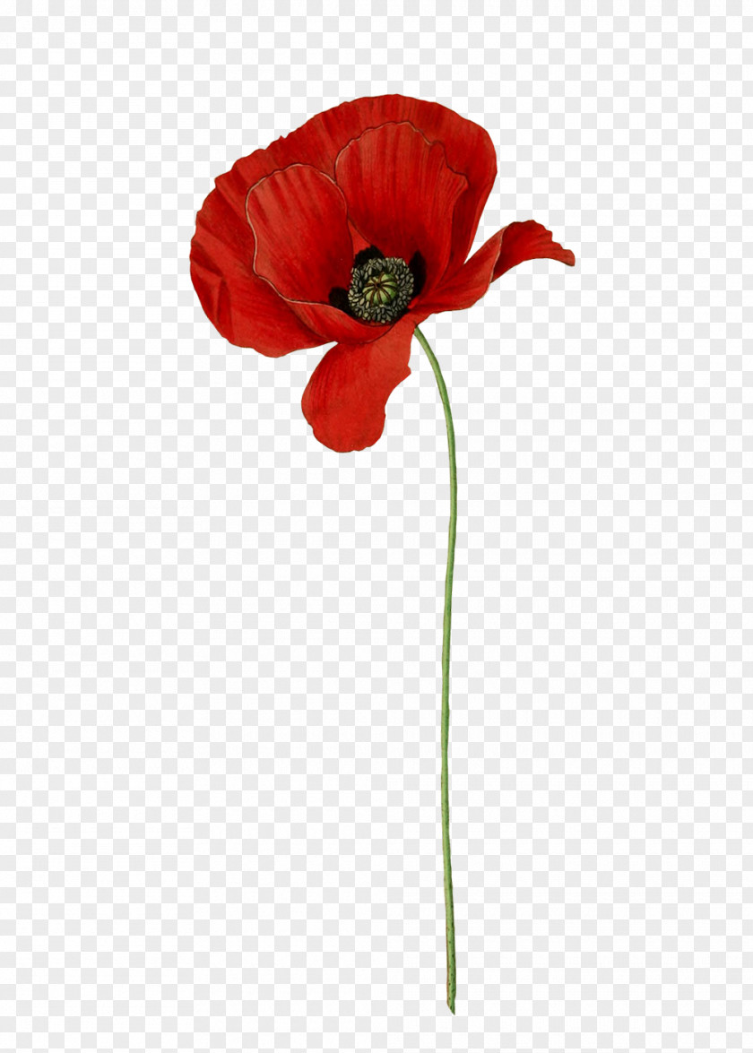 Flower Common Poppy Botanical Illustration Clip Art PNG