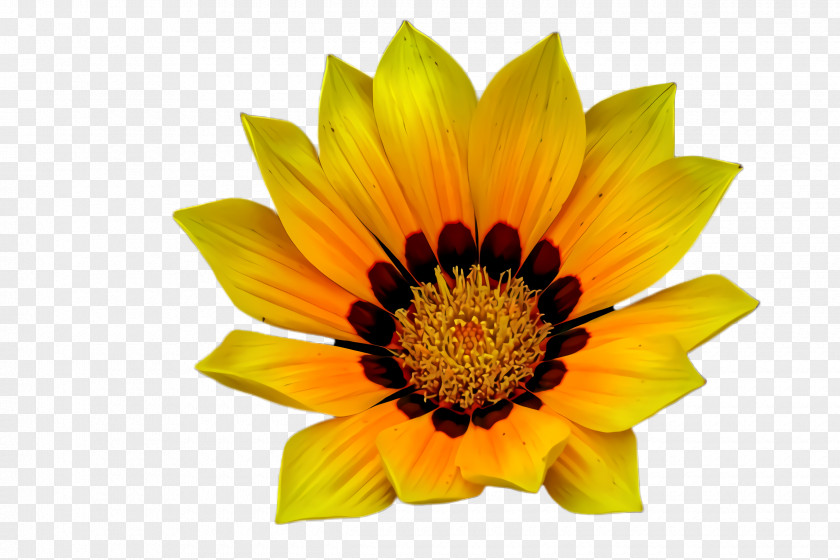 Pollen Orange Sunflower PNG