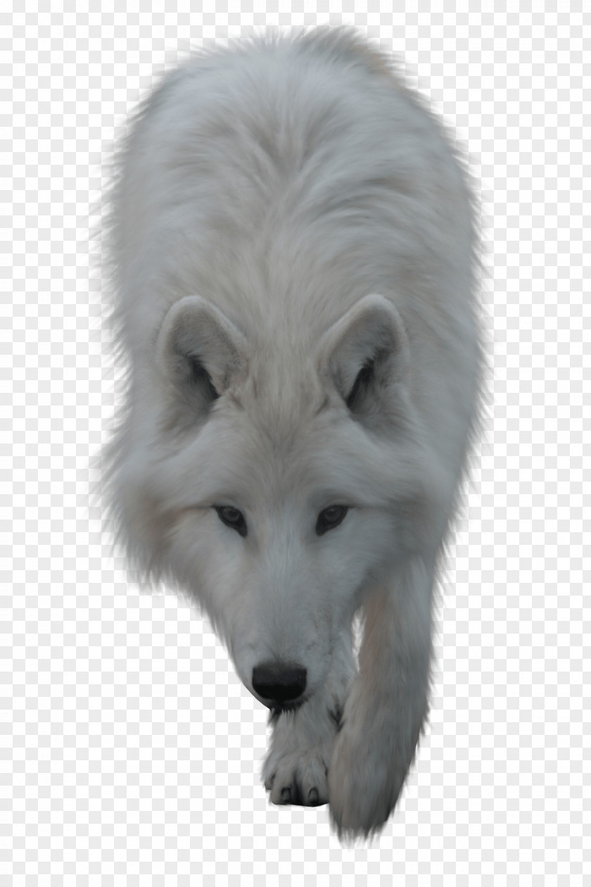 Wolf-head Arctic Wolf Clip Art PNG