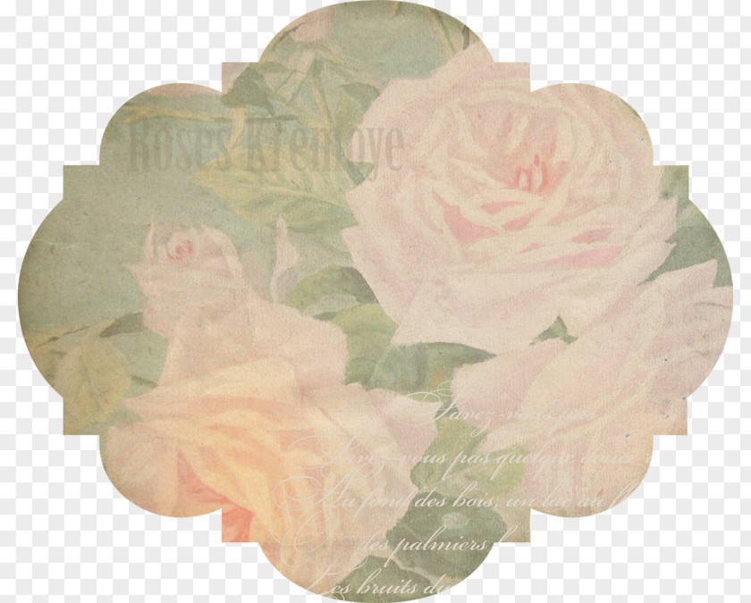 Garden Roses Beach Rose Cut Flowers Petal PNG