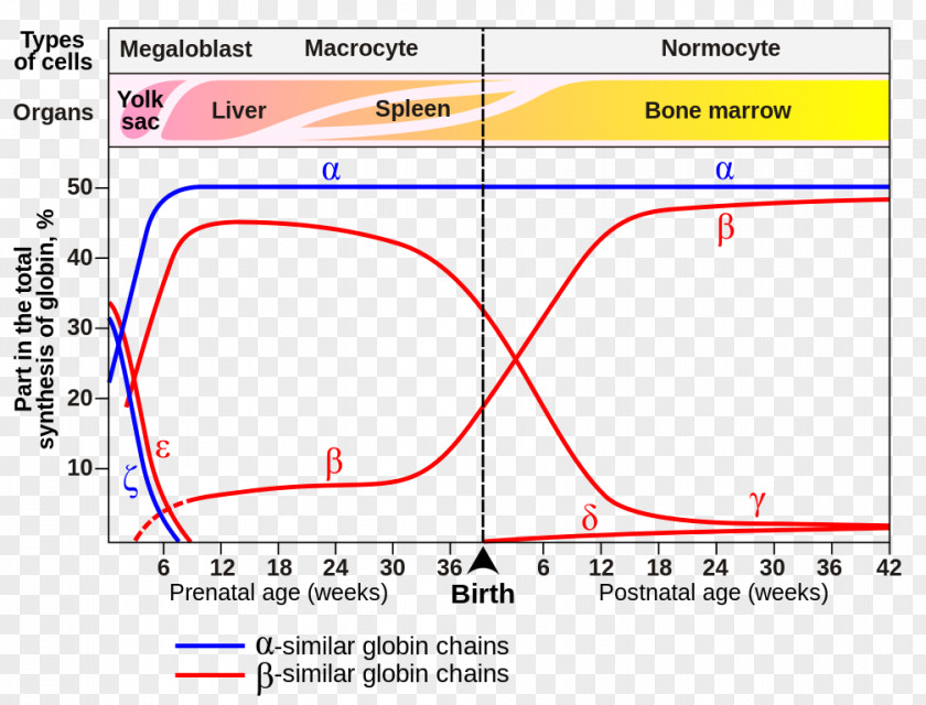 Heredity Hemoglobin Switching: Cellular And Molecular Mechanisms Fetal Embryonic PNG