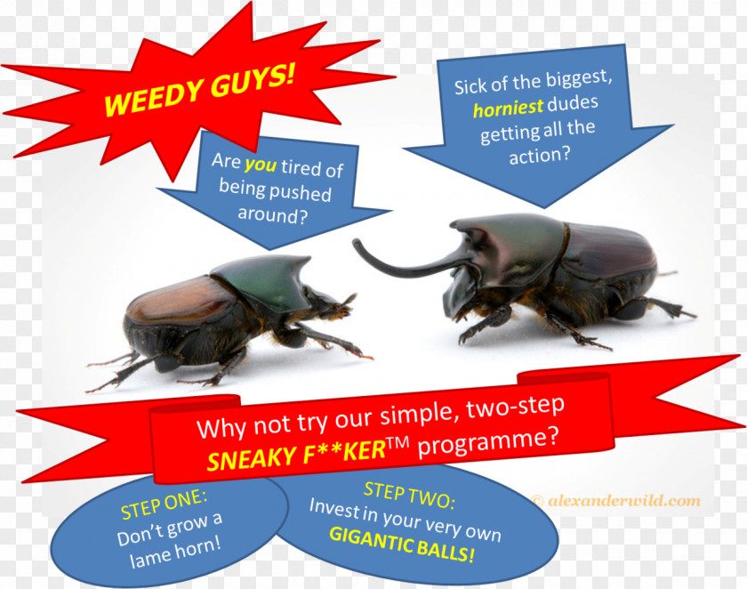 Insect Advertising Brand PNG