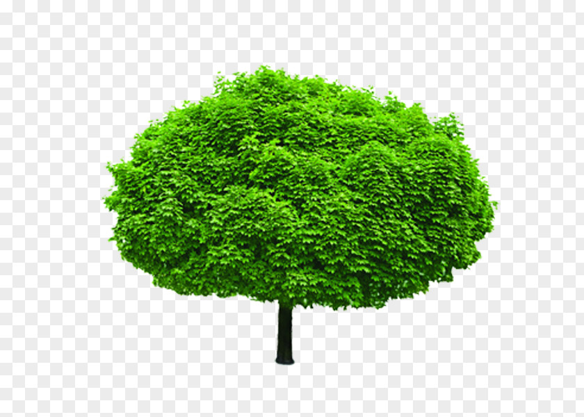 Tree Shrub Stock Photography Evergreen Branch PNG