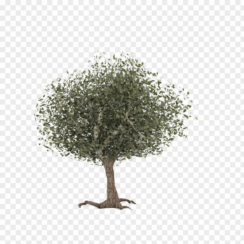 Tree Twig Common Hawthorn Celtic Sacred Trees PNG