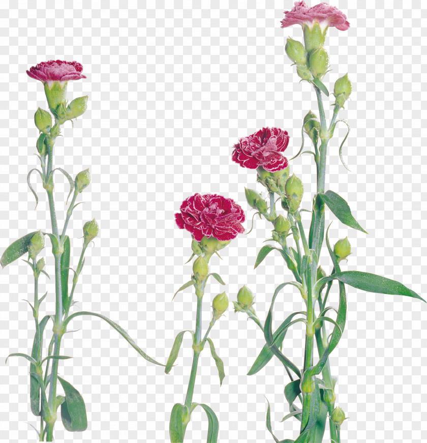 CARNATION Carnation Flower Dianthus PNG