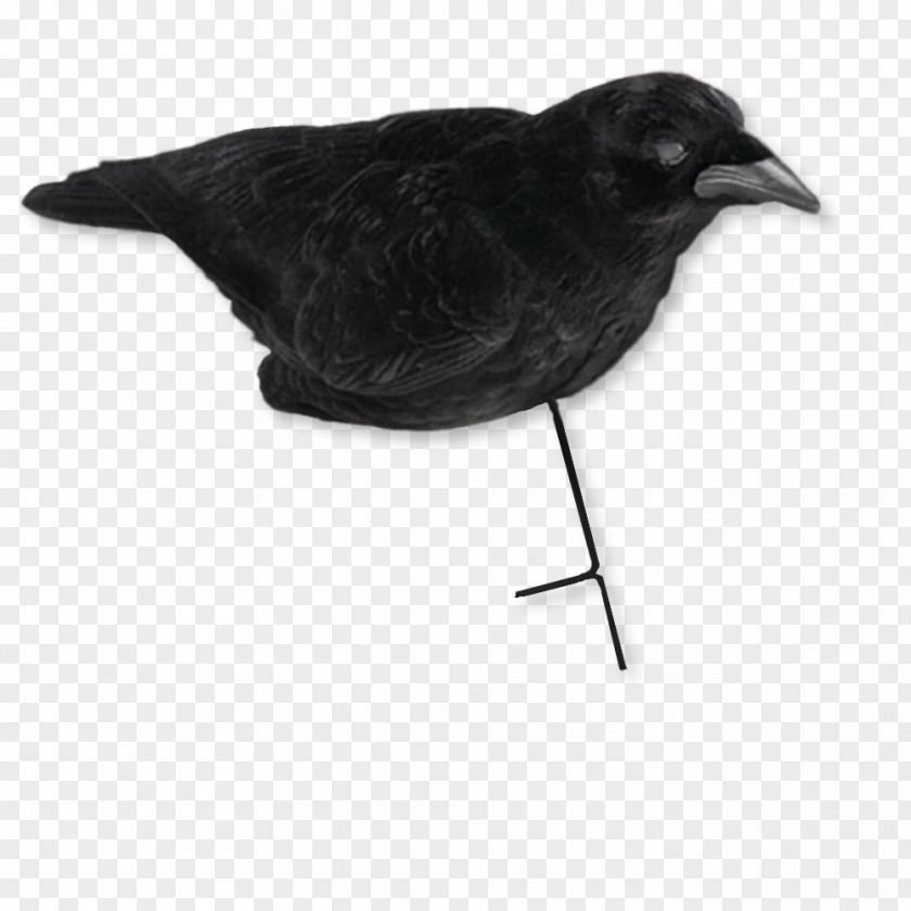 Crow American Common Raven Feather Beak PNG