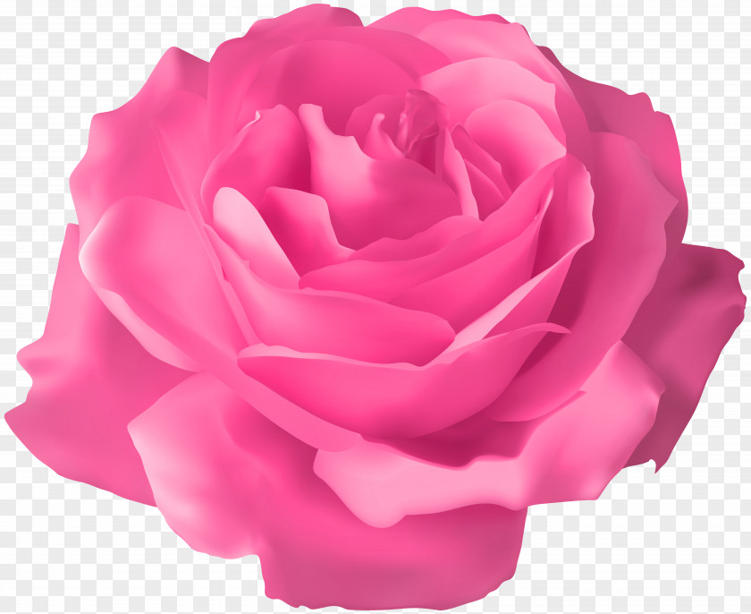 Pink Rose Transparent Clip Art Image PNG
