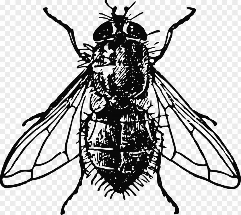 Creative Hand-painted Black And White Animal Fly Insect Housefly Clip Art PNG