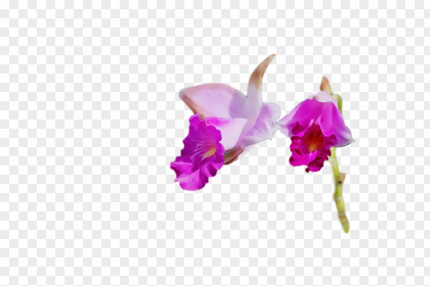 Moth Orchids Plant Stem Cut Flowers Cattleya Petal PNG