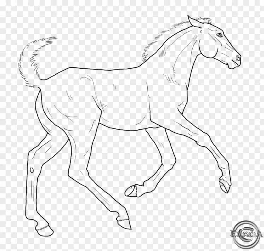 Mustang Line Art Foal Pony Colt Bridle PNG
