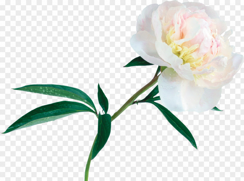 Peony Bai Mudan Clip Art PNG