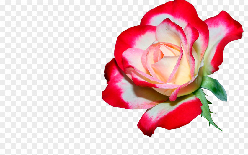 Rose Desktop Wallpaper Display Resolution Flower PNG