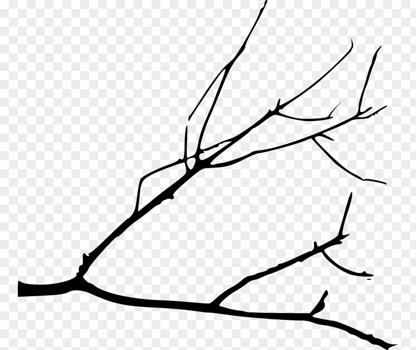 Branch Clip Art Drawing Tree PNG