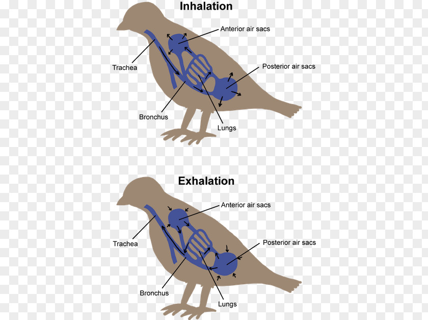 Circulatory System Bird Respiration Respiratory Vertebrate Breathing PNG