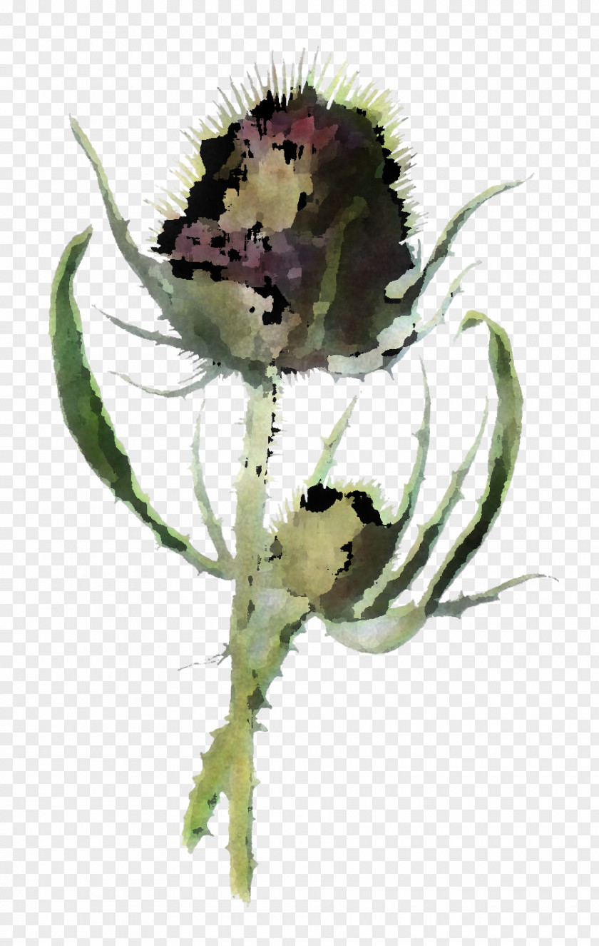 Drawing Sunflower PNG