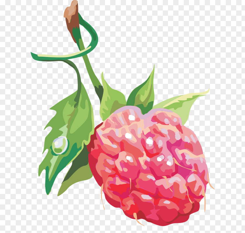 Marion Berry Josiane Balasko Raspberry Clip Art Illustration Fruit PNG