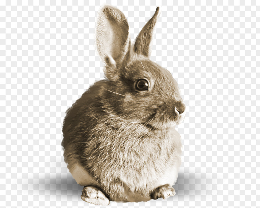 Rabbit Domestic Hare Fur Clip Art PNG