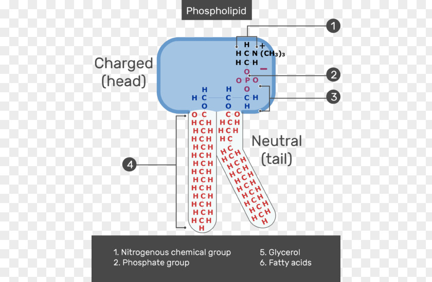 Show Yourself Lipid Bilayer Phospholipid Membrane Lipids Cell PNG