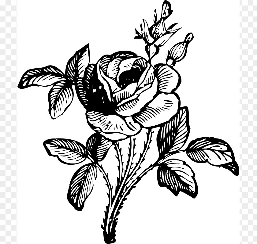 Free Rose Pictures Flower Drawing Clip Art PNG