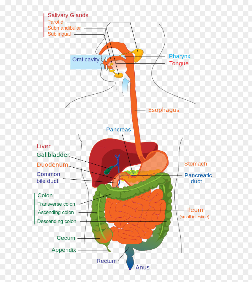 Gastroesophageal Reflux Disease Human Digestive System Gastrointestinal Tract Digestion Diagram Anatomy PNG