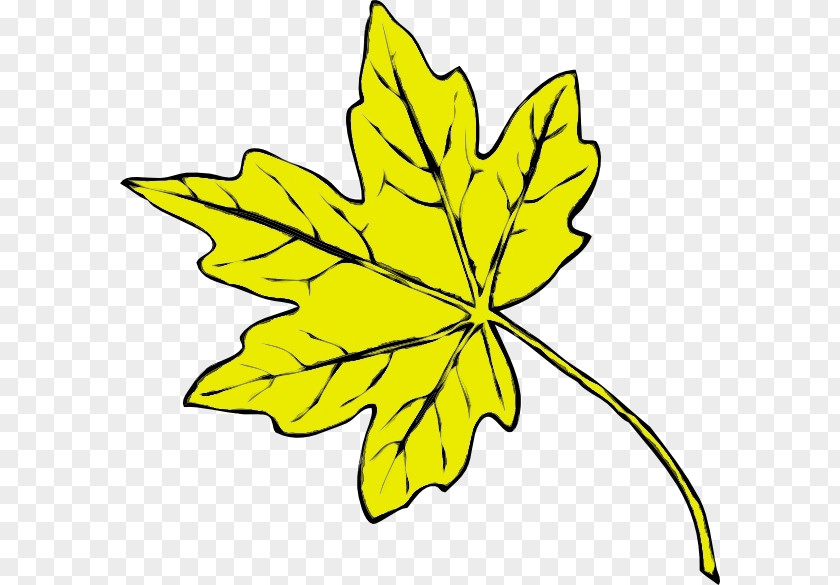 Silver Maple Plant Stem Autumn Leaf Drawing PNG