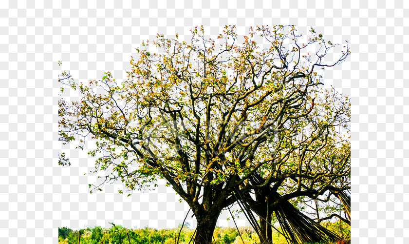 The Pear Tree In Manor Asian European Lishu County PNG