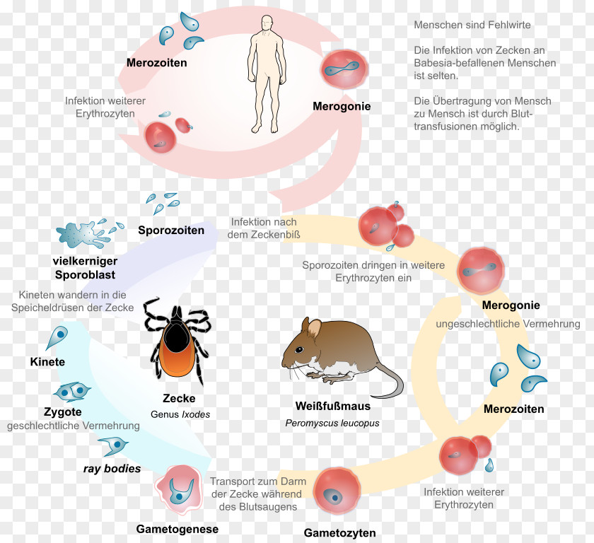 Babesiosis Babesia Biological Life Cycle Lyme Disease Parasitism PNG