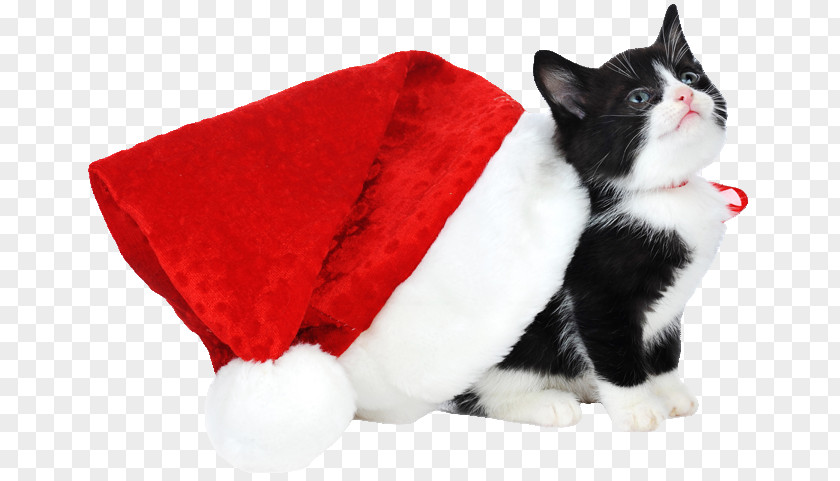 Kitten Siamese Cat Christmas Santa Claus Black PNG