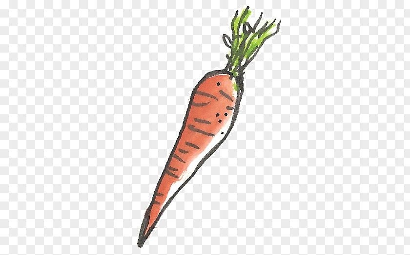 Oli Baby Carrot Organism Orange S.A. PNG