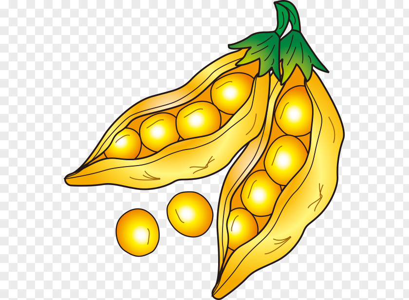 Pea Soybean Drawing PNG