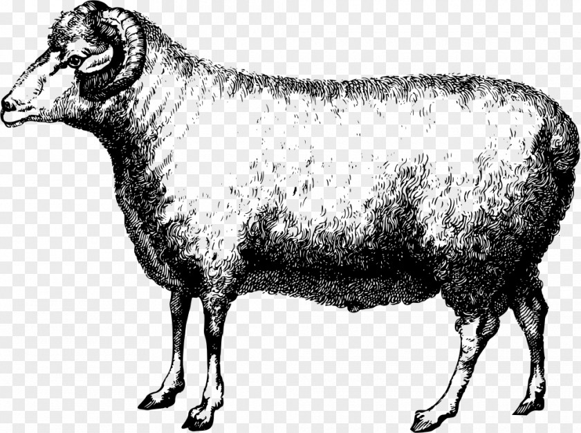 Ram Animal Merino Suffolk Sheep Wool Clip Art PNG