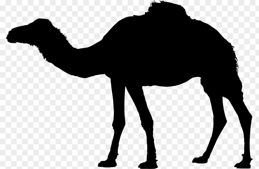 Silhouette Bactrian Camel Dromedary Clip Art PNG