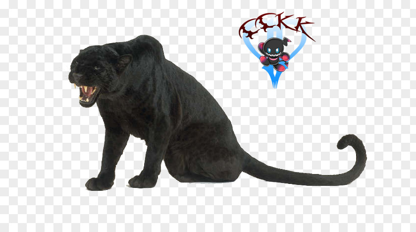 Black Panther Leopard Cougar Animal Homo Sapiens PNG