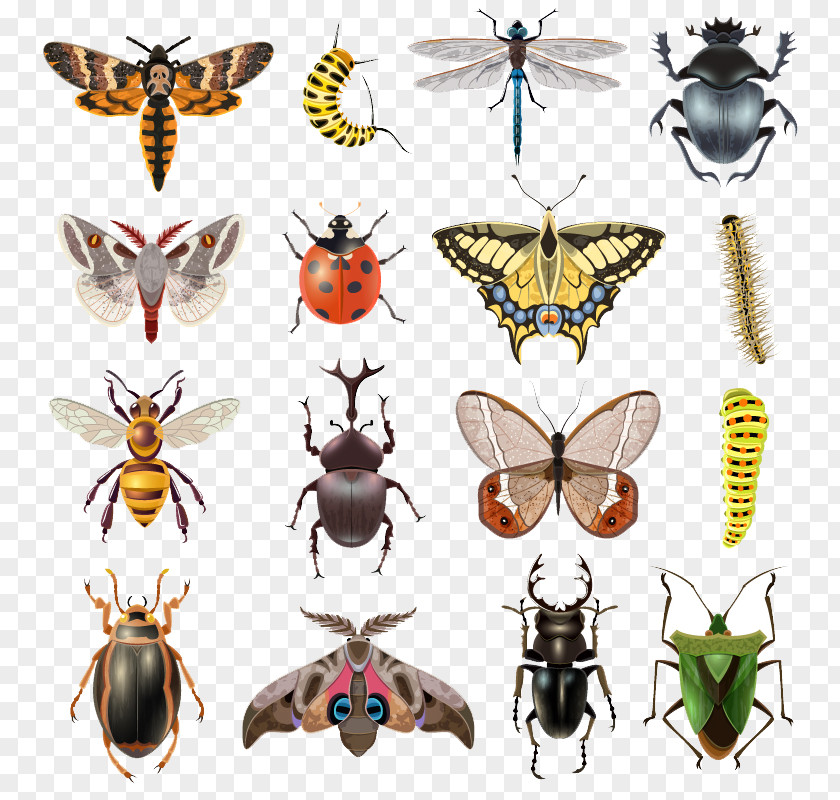 Cartoon Insects Insect Butterfly Illustration PNG