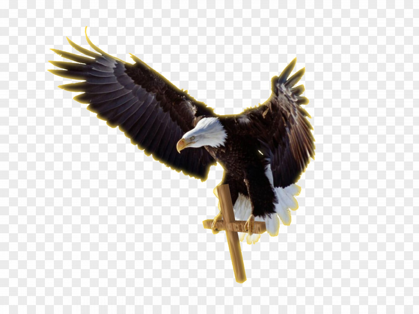 Eagle Bald Clip Art PNG