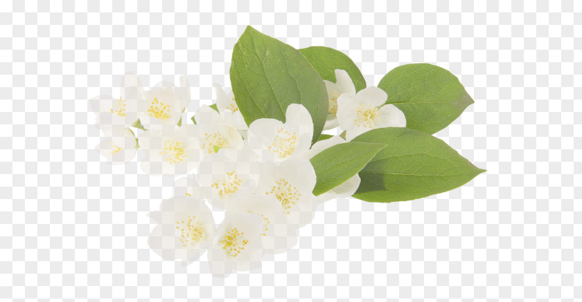 Jasmine Material PNG material clipart PNG