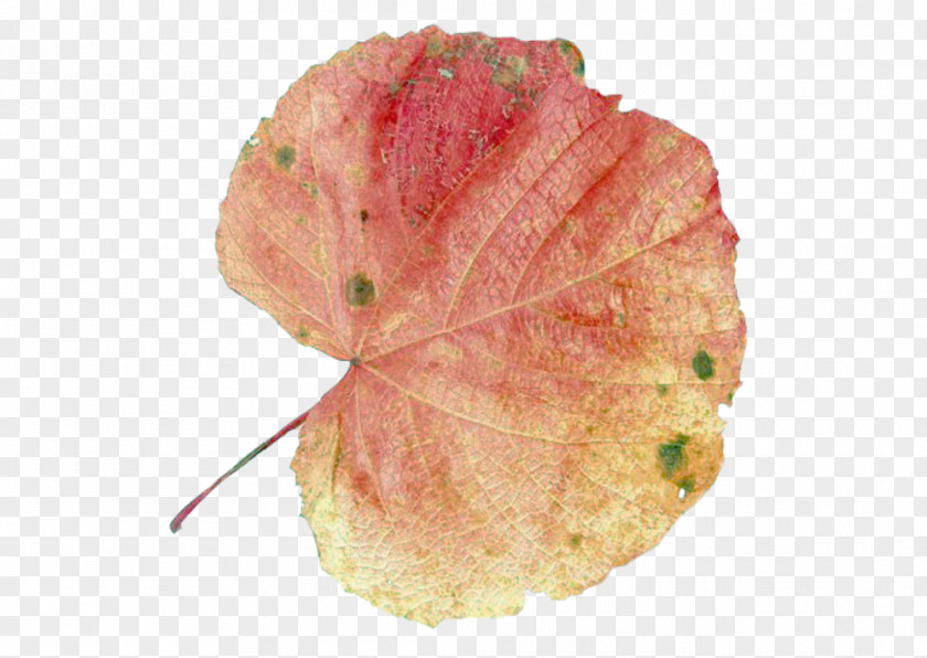 Maple Leaf Picture Material Alone Autumn Color PNG