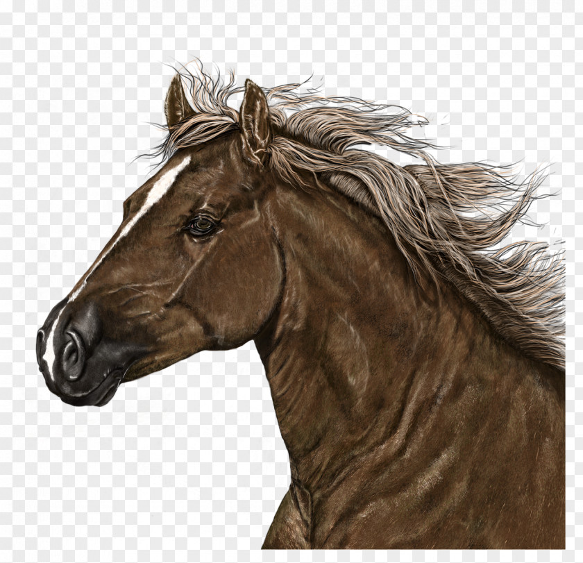 Mustang American Paint Horse Mane Stallion Drawing PNG