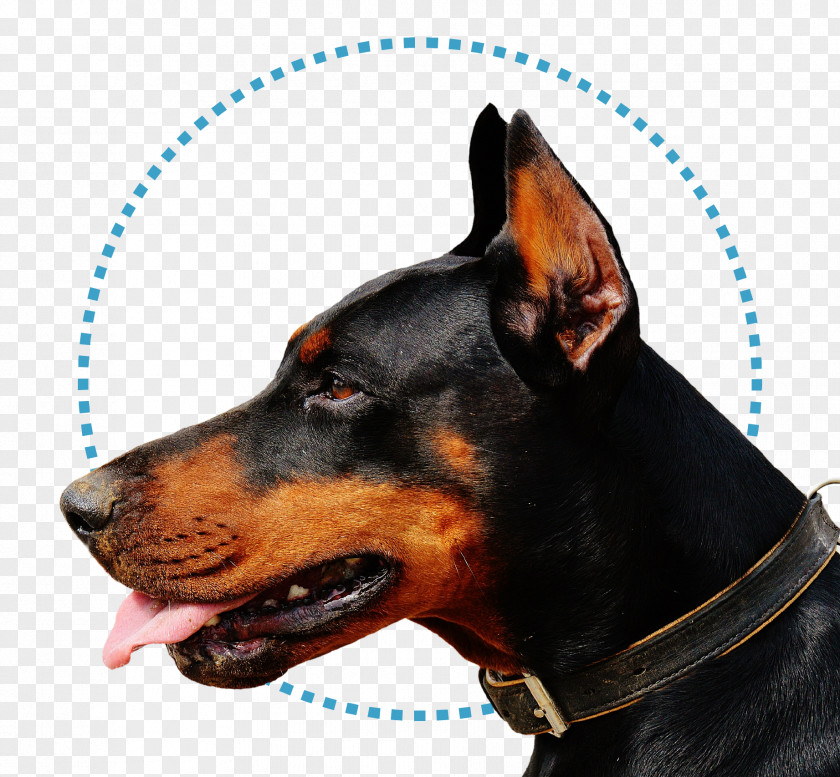 Puppy Dobermann German Shepherd Rottweiler Guard Dog PNG