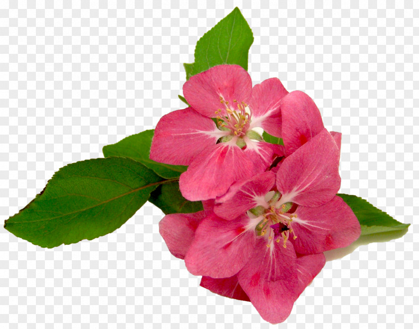 Spring Flowers Flower Pink Geraniums Clip Art PNG