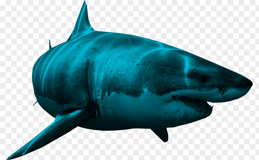 Tiburon Bull Shark Great White Clip Art PNG