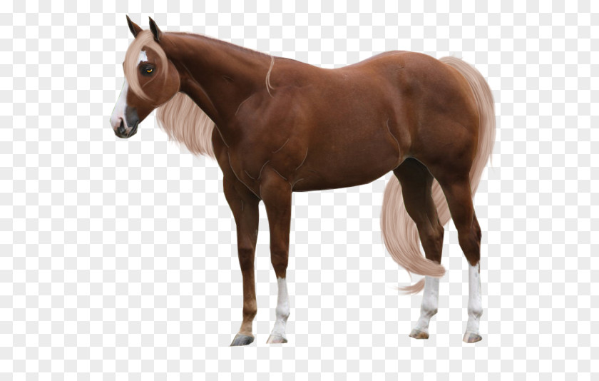 Arabian Horse Stallion Chestnut American Quarter Foal PNG