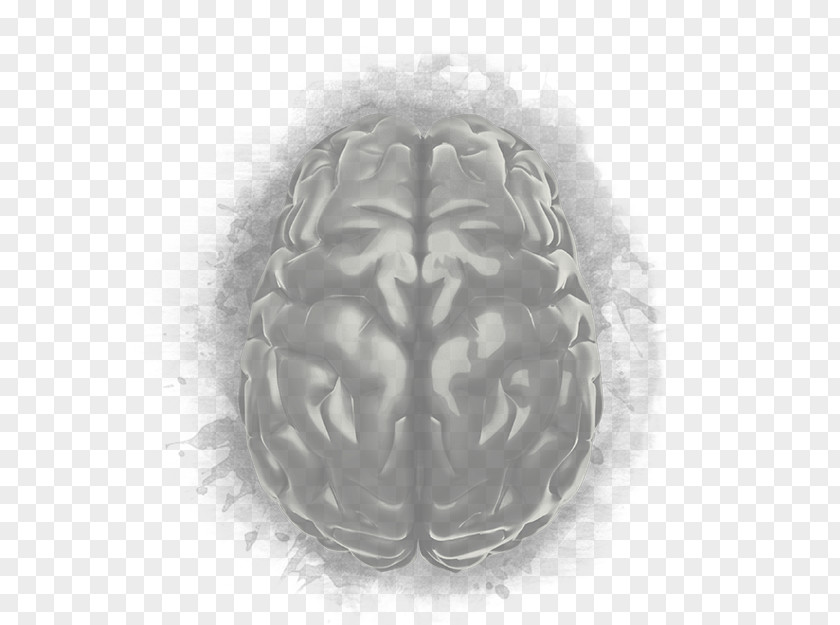 Brain White Organism PNG