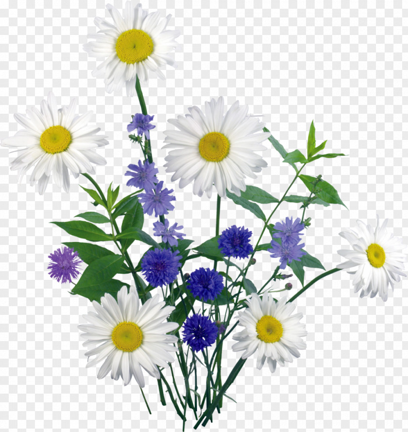 Daisies Clip Art PNG